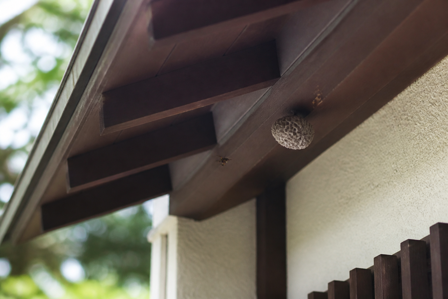春に軒下で作られ始めた蜂の巣