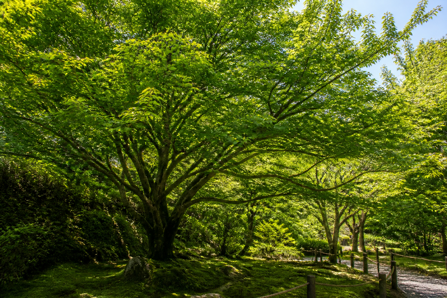 夏に葉が茂った庭木