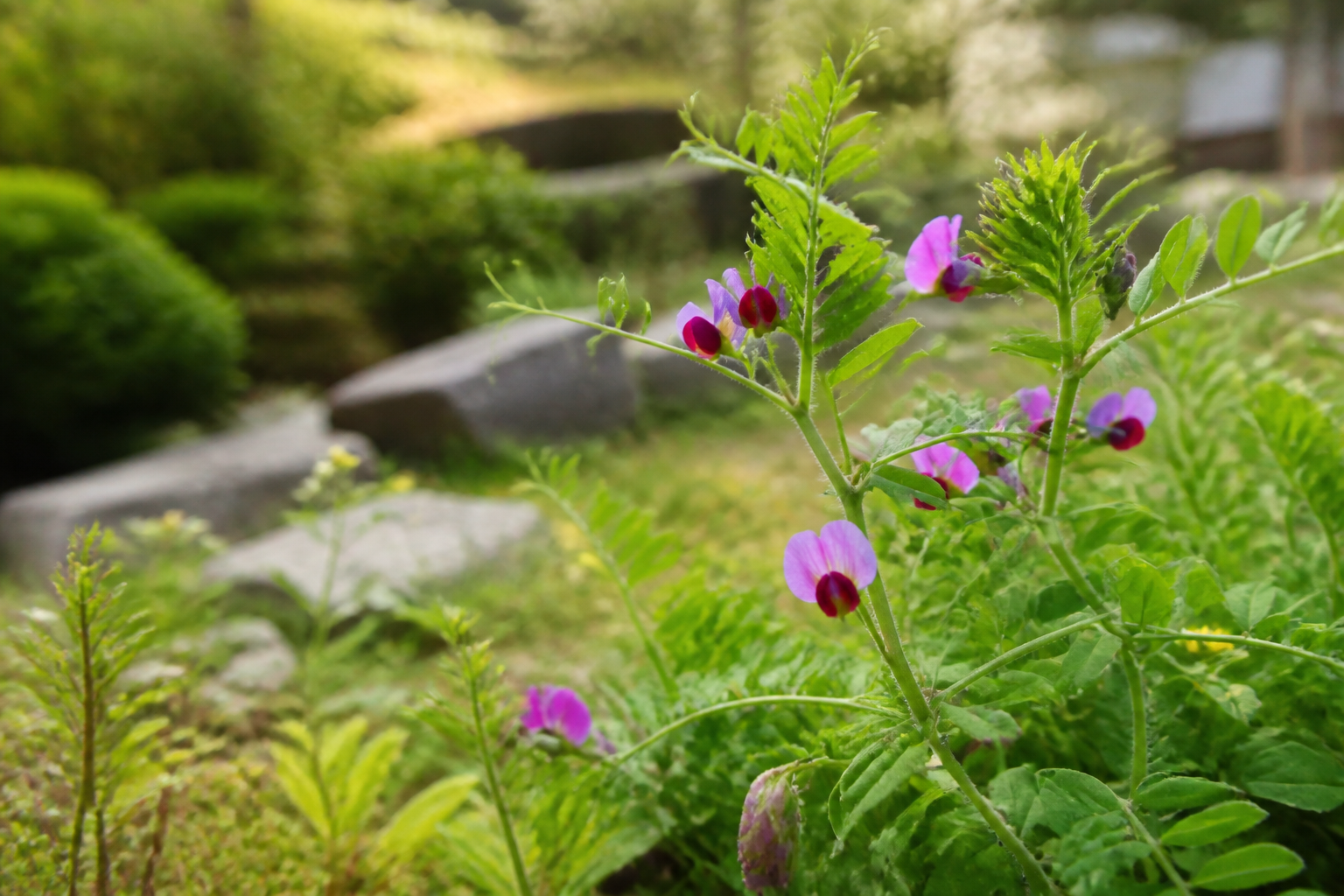 春に赤紫色の花を咲かせるカラスノエンドウ