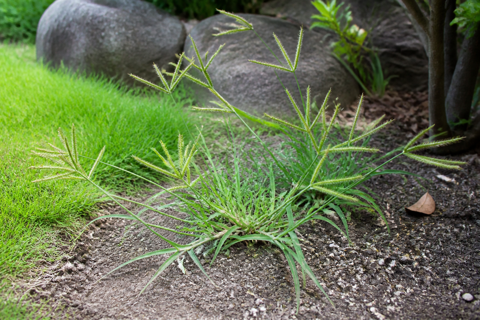 夏の庭に生えるメヒシバ