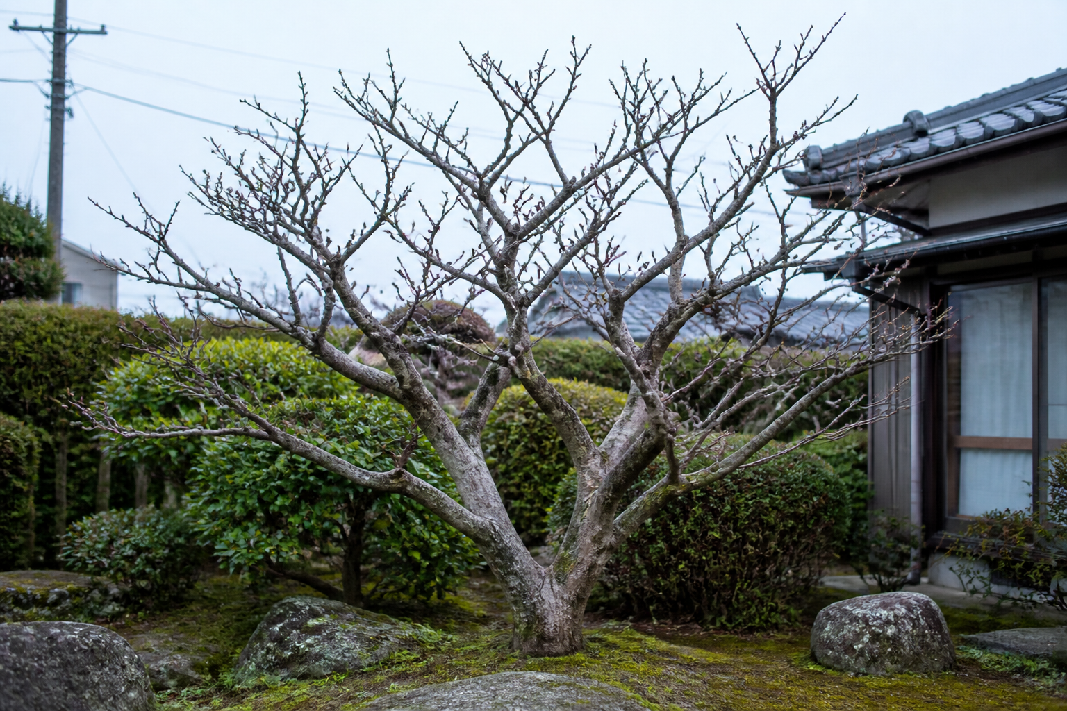 冬に剪定された落葉樹の枝