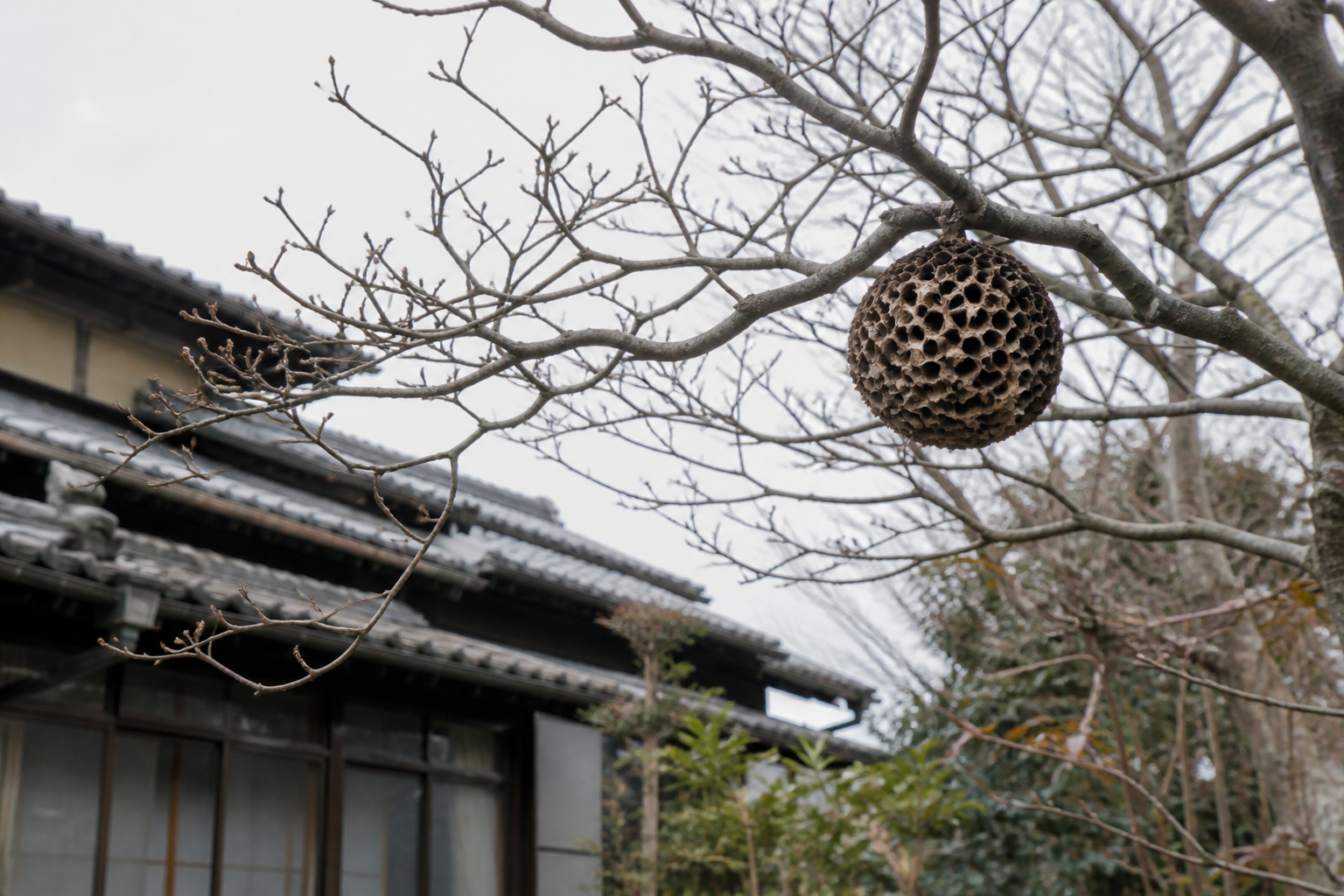 冬の庭木で見つかった蜂の巣