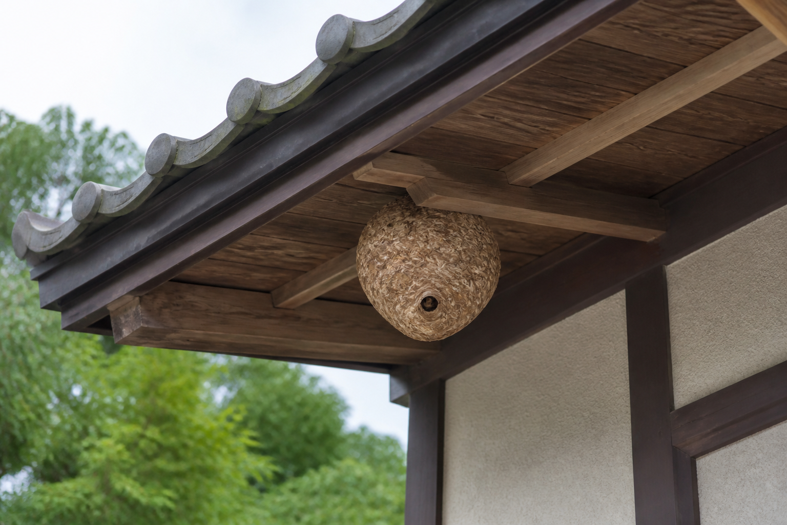 住宅の軒下に作られた蜂の巣
