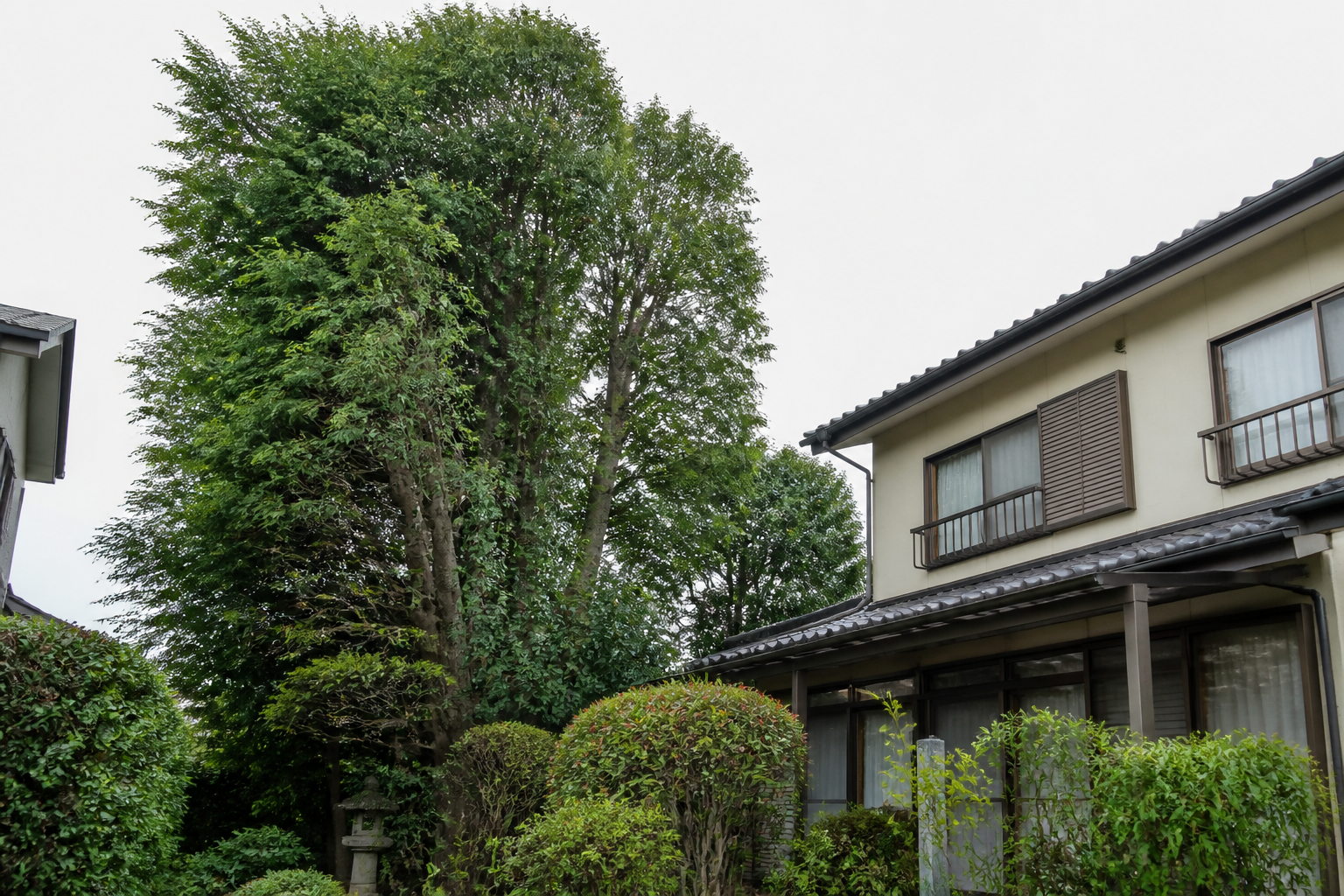 住宅のそばで高く伸びた庭木
