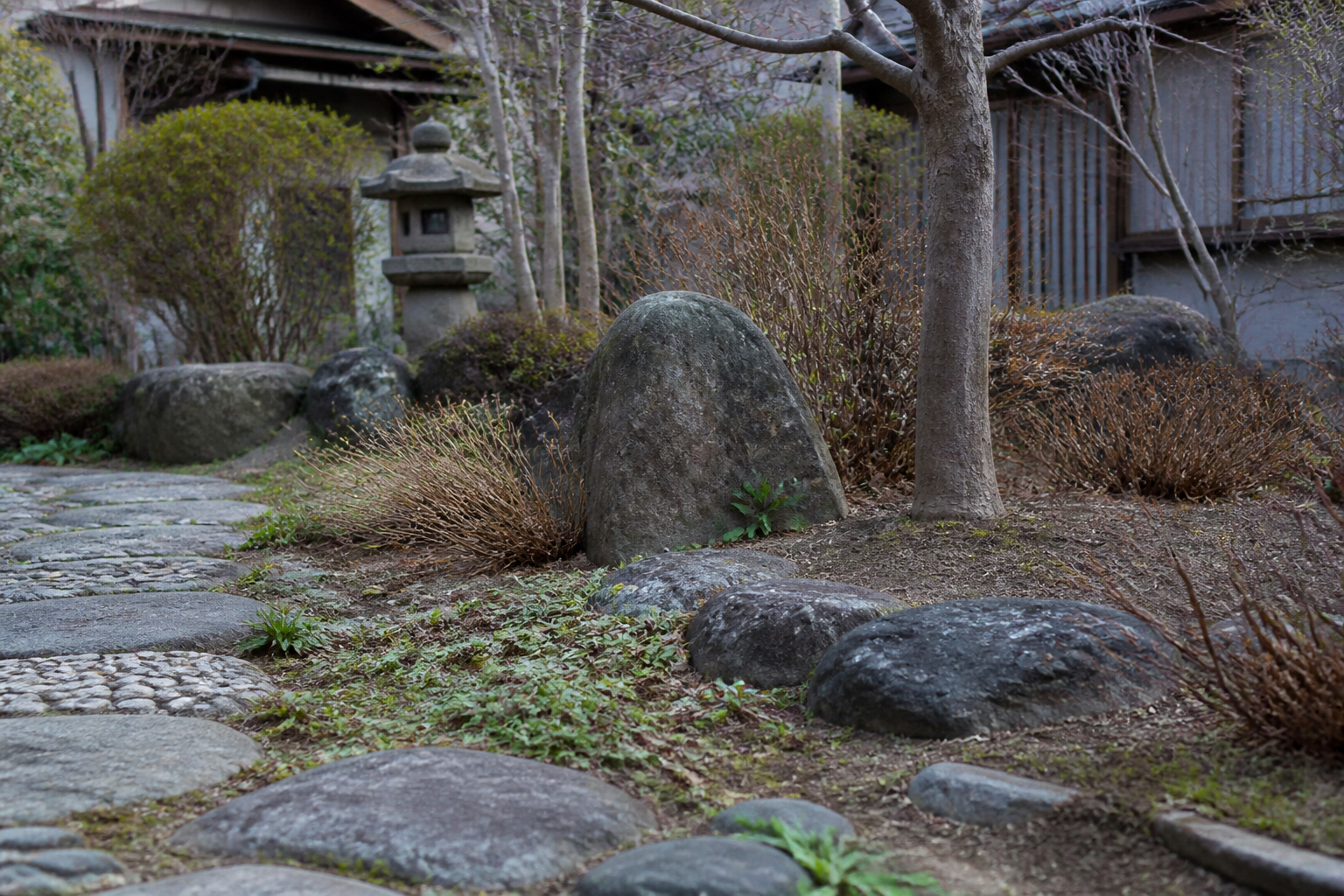 冬の庭に残っている小さな雑草